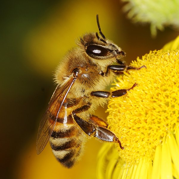 Honey Bee 
