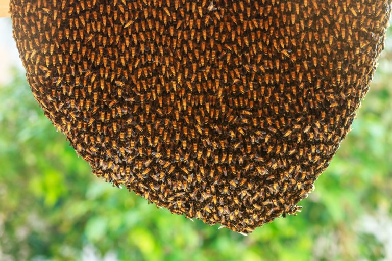 The Safest Approach to Bee Hive Removal | Tips From Bee Removal Pros