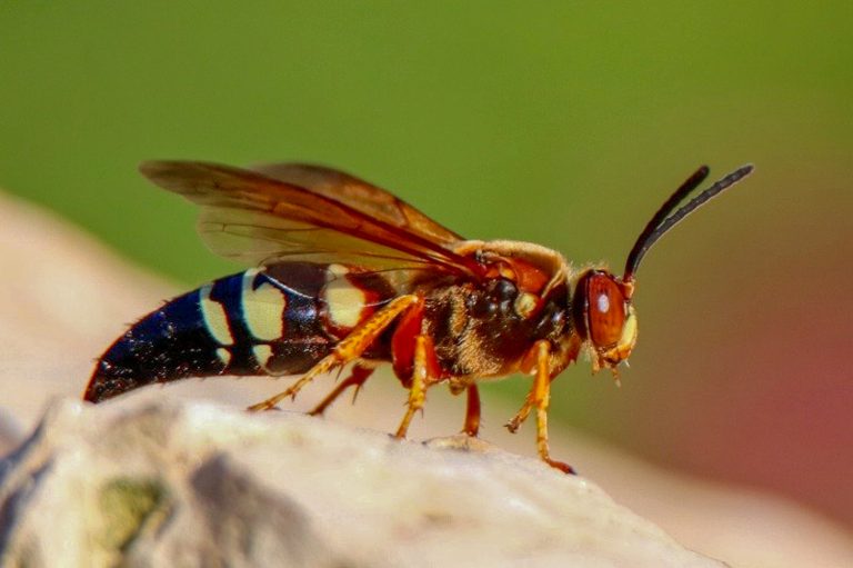 cicada killer wasp