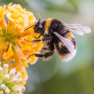 Bumblebee Removal  Texas Bumblebee Characteristics & Traits