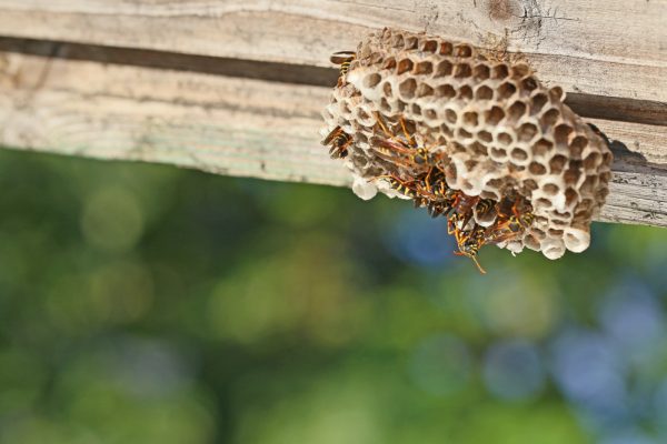 Wasp Removal| Paper Wasp Nest Removal