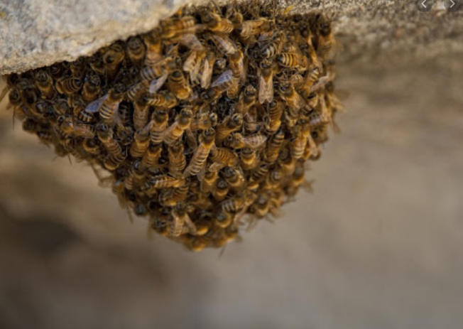 Bee swarms: What you need to know to stay safe