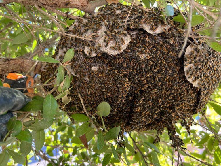 Wasp Nest Removal In Dallas, Tx - Bee Safe Bee Removal